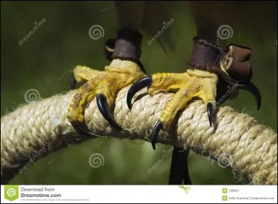 Comment appelle-t-on les griffes d'un rapace ?