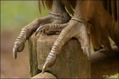Quel rapace ne possède pas de serres ?