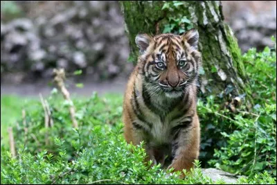 Quel ton animal favori ?