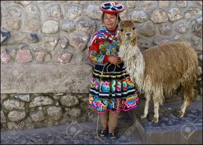 Son plat préféré, le cochon d'Inde rôti !
