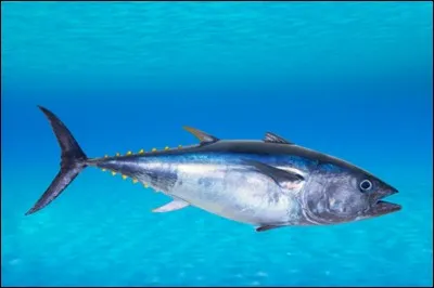 Mon premier est un poisson 
Mon deuxième est un poisson 
Mon troisième est un poisson 
Mon tout est un membre de la famille