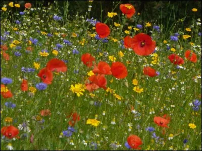 Quel type de fleur est Flowey ?