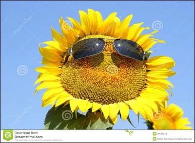 Combien de p&eacute;tales a Flowey ?