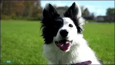 Un border collie peut avoir les yeux vairons même si c'est une femelle.