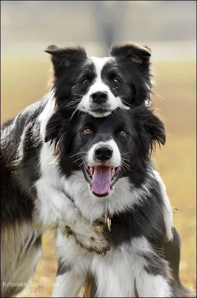 Quel est le poids du border collie ?