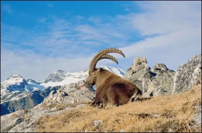 Lequel de ces grands parcs nationaux est dans le département de la Savoie ?