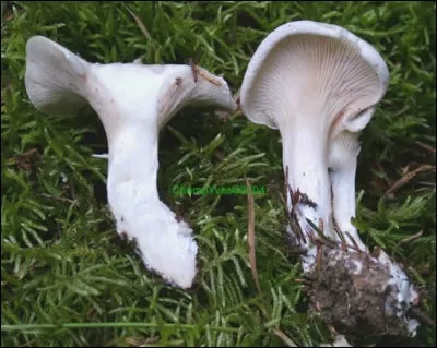 Comment se nomme ce champignon ayant une odeur caractéristique de farine ?