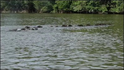 Lorsque le matin, au réveil, vous portez les bras au-dessus de la tête, que vous renversez en arrière, tout en étirant les muscles des cuisses et des mollets, vous ...