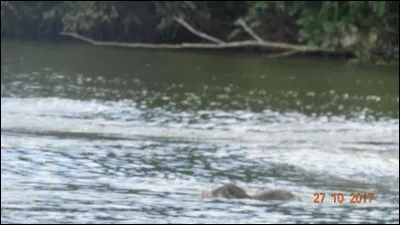 Autre nom du bernard-l'ermite !