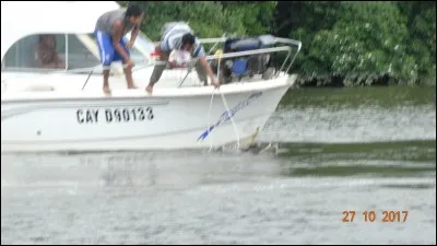 Varan d'australie, très rapide et carnivore !