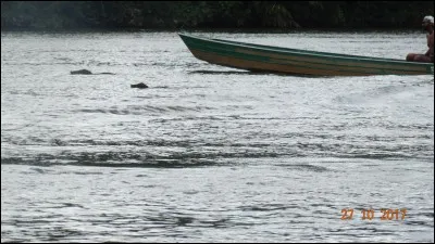 Médicament analgésique, anti-douleur et anti-fièvre !