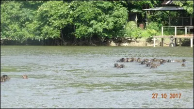 Dans ce sketch, Fred Testot est Mioum mioum et Omar Sy est ...