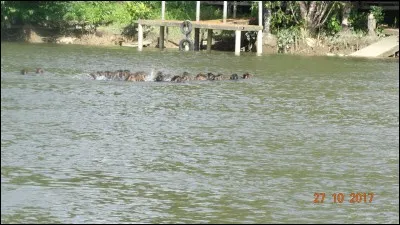 Capitale d'un pays d'Amérique du Sud qui fut autrefois hollandais !