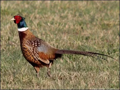 Quel est cet oiseau ?