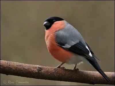 Quel est cet oiseau ?
