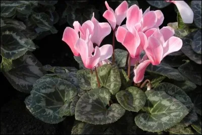 Quelle est cette plante fleurie ?