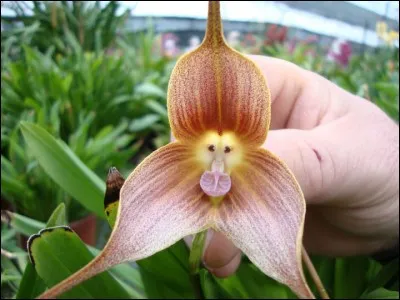 Quel est le surnom de cette orchidée ?