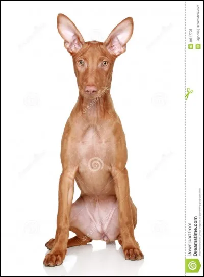 Quelle est cette race ?