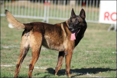 Quelle est cette race ?