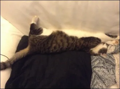 Quels animaux préférez-vous ?