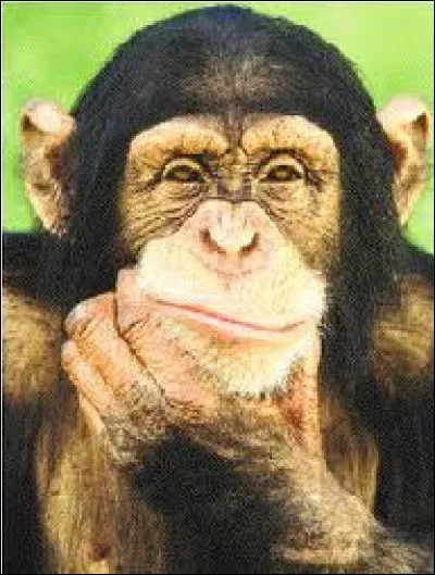 A la fois si proche et si loin, ce bel animal. Au Moyen Âge, les singes acquièrent un statut d'animal de compagnie fort prisé des puissants. Qui allez-vous choisir ?