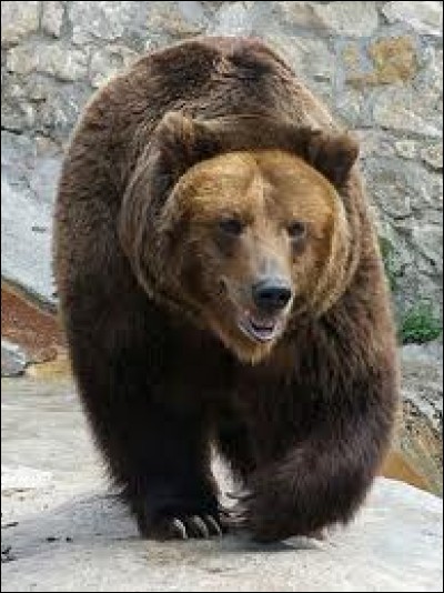 Bien que de taille impressionnante, et d'une grande force, l'ours devient peluche et l'ami des enfants. Le culte ancien de l'ours symbolisait puissance, renouveau, royauté. On est loin du compte... Qui allez-vous choisir ?
