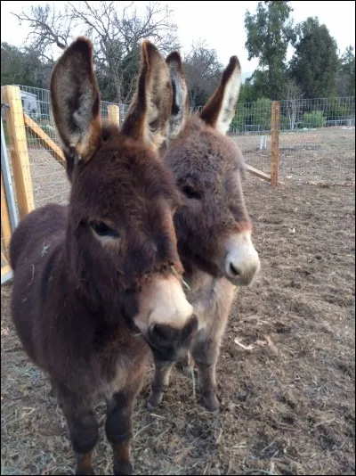 Quel charmant et doux animal que voilà, aux longs cils et douces oreilles. Robert Louis Stevenson a voyagé dans les Cévennes avec Modestine, l'ânesse. Qui allez-vous choisir ?