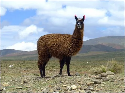 L comme lama : à quelle famille appartient cet animal ?