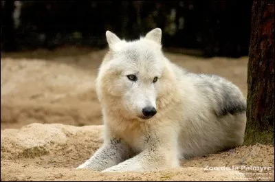 Est-ce que le loup a des longs poils ?