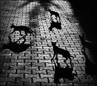 Couleur des chats, la nuit.