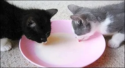 Boire comme un chat.