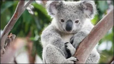 De quel pays est originaire le koala ?