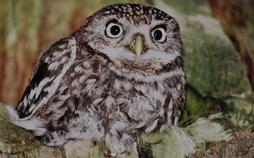 Quiz Rapaces