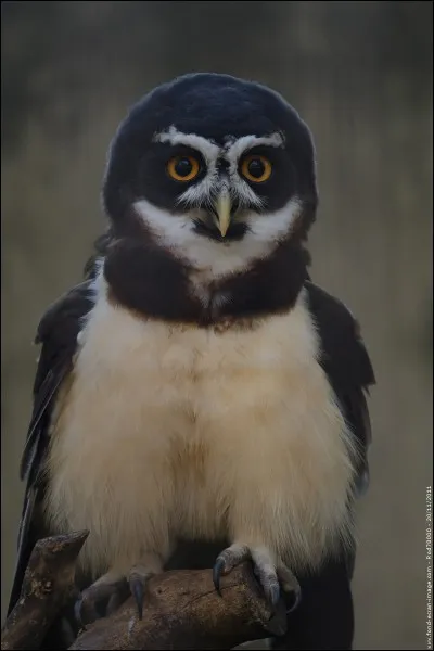 Quelle est cette chouette ?