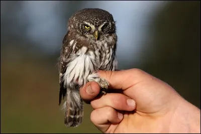 Quelle est cette chouette ?