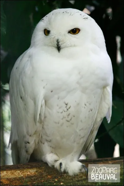 Pourquoi le harfang des neiges n'est-il pas une chouette ?