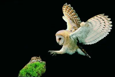 Comment est surnommée la chouette effraie des clochers ?