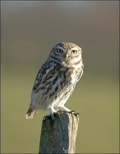 Où peut-on trouver une chouette chevêche ? (continent)