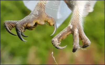 Quelle est la particularité d'un nocturne par rapport à ses pattes ?