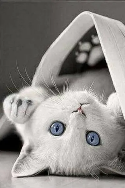 Quel chat appartient à l'univers de Disney ?