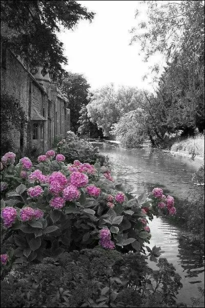 Que sont ces fleurs ?