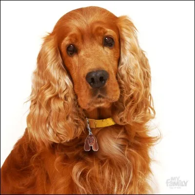 Quelle est la moyenne d'espérance de vie pour un chien de petite taille ?