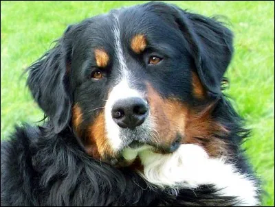 Quelle est la moyenne d'espérance de vie pour un chien de grande taille ?