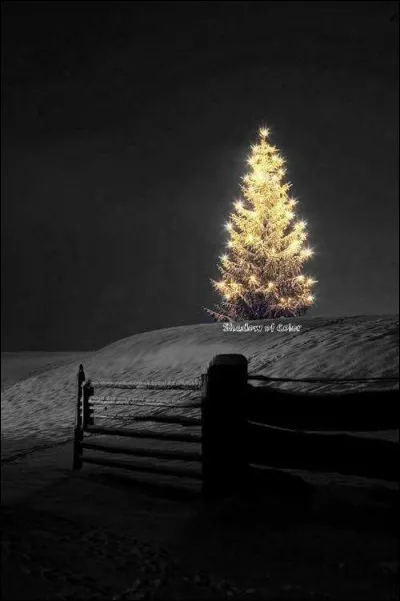 Le sapin est de la fête ! Rappelons-nous ce chant de Noël : "Mon beau sapin roi des forêts, que j'aime ta...."