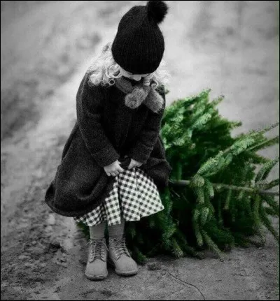 Noël est proche, a-t-on le droit de couper son sapin dans une forêt ?