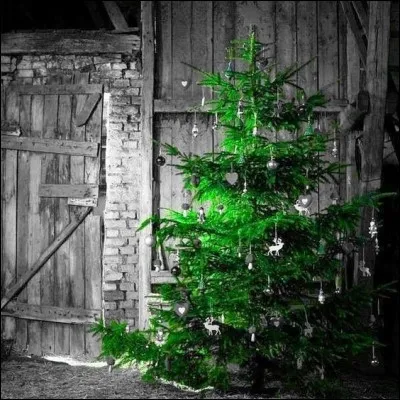 Quel sapin est-il judicieux de choisir pour qu'il ne perde pas ses aiguillons ?