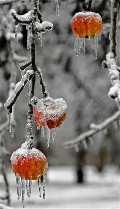 Avec quels fruits décorait-on les sapins en Alsace et dans les Vosges avant la grande sécheresse de 1850 ?