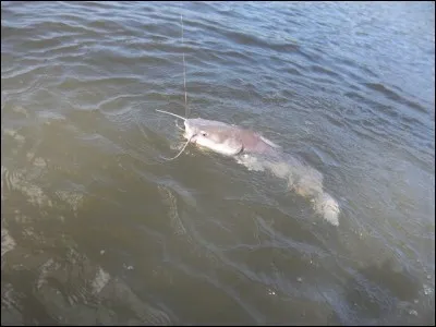 D'après vous, quel poids fait le silure, actuellement détenteur du record du monde, pris à la ligne ?