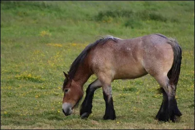 Quelle est la robe de ce cheval ?