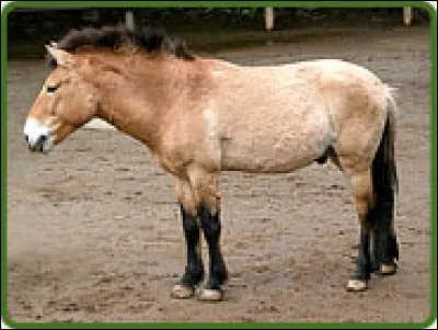 Quel est le nom exact de la race de ce cheval ?